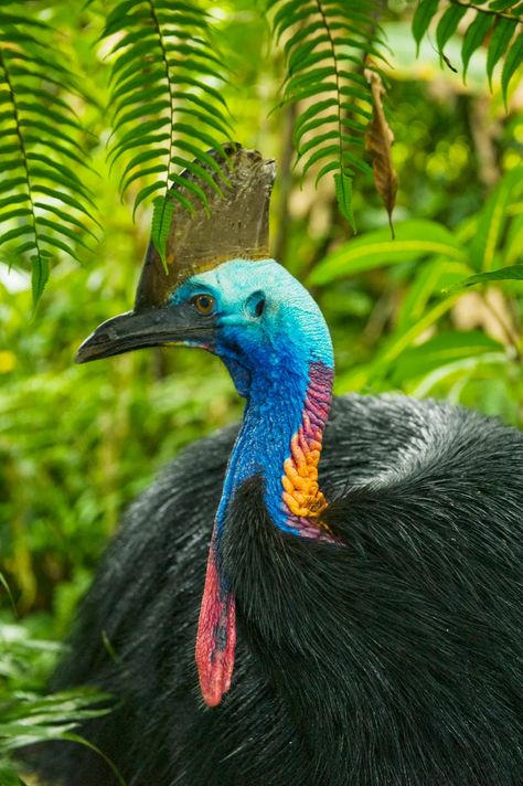 Cassowary Bird, Animal Facts, Weird And Wonderful, Birds Of Prey, Animals Of The World, Beautiful Birds, Need To Know, Birds, Drawings