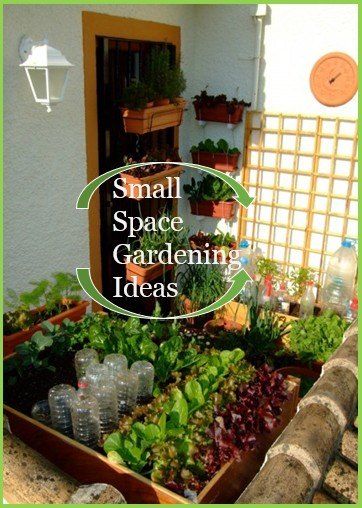 Balcony Vegetable Garden, Plants And Pots, Tiny Balcony, Jardim Diy, Small Balcony Garden, Garden Area, Have Inspiration, 아파트 인테리어, Small Space Gardening