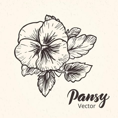 Flowers Black And White Drawing, Pansy Drawing, Pansy Tattoo, Pencil Flowers, Black And White Tattoos, Flowers Black And White, Pansy Flowers, White Tattoos, Flowers Vector