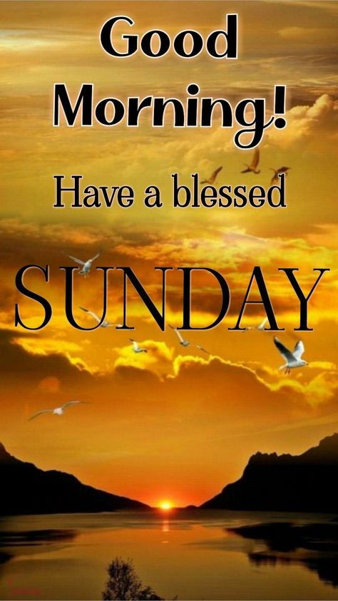 Sunday Good Morning Wishes, Morning Sunday Images, Wishing Quotes, Blessed Sunday Morning, Blessed Sunday Quotes, Quotes Sunday, A Blessed Sunday, Happy Sunday Images, Good Morning Sunday