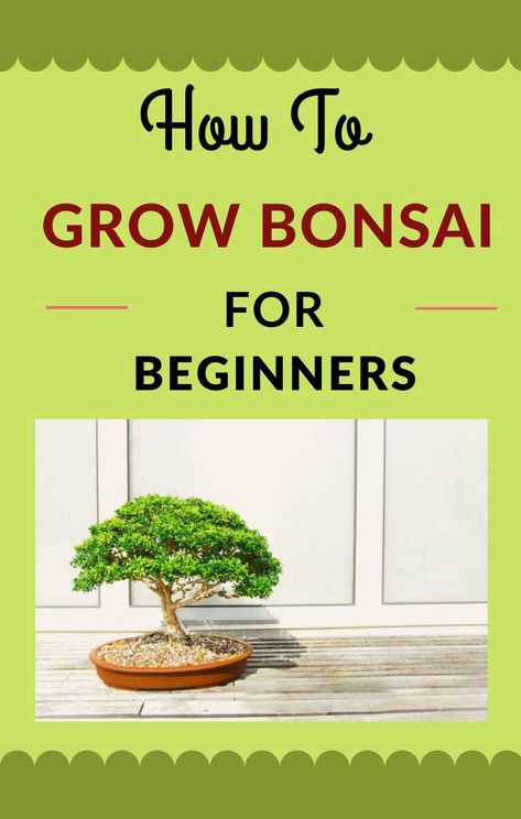 In order to grow a bonsai bush in a correct manner, special principles must be observed. The basis of the work is the use of excellent skills, patience and care.Each bonsai tree is unique and has its own miniature beauty but besides admiring the beauty of each bush or miniature plant you must also care a lot about the health of the plant because without health all your efforts will be meaningless. Bonsai For Beginners, How To Grow Bonsai, Bonsai Tree Care, Miniature Plants, Tree Care, All About Plants, Bonsai Tree, How To Grow, Garden Plants