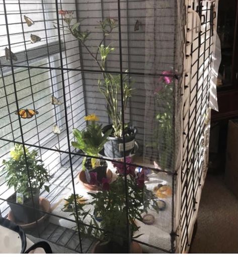 Indoor Butterfly Habitat, Caterpillar Enclosure, Butterfly Terrarium Live, Pet Moth Enclosure, Moth Raising, Indoor Butterfly Garden, Moth Habitat, Moth Terrarium, Moth Enclosure