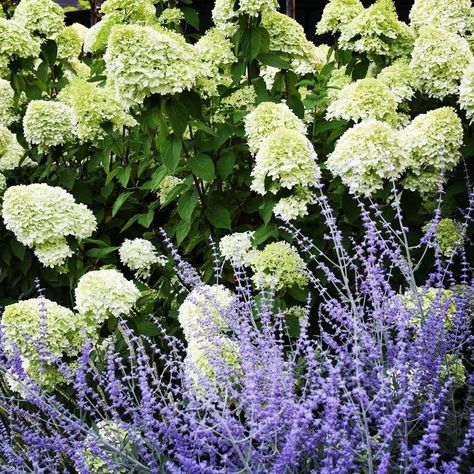 Russian Sage Hydrangea Landscaping, Russian Sage And Hydrangea, Russian Sage Landscaping, Hydrangea Border, Hydrangea Limelight, Bobo Hydrangea, Little Lime Hydrangea, Incrediball Hydrangea, Limelight Hydrangeas