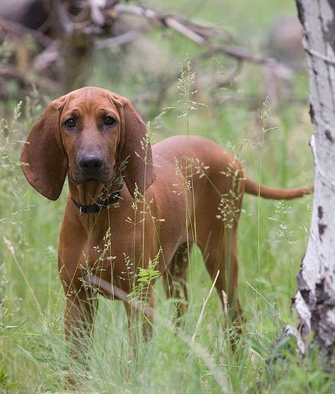 Redbone Coonhound Puppy, Red Coonhound, Country Dogs, Coonhound Puppy, Coon Hunting, Pet Room, Hound Breeds, Redbone Coonhound, Hound Dogs