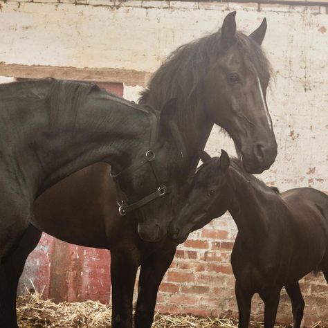 Free Rein on Instagram: “A beautiful family 🖼!! 😍❤️🐴 Scout is fat too cute! #Freerein #Netflix #NetflixOriginal #Horse #Horses #horsesofinstagram” Free Rein Tv Show, Horse Background, Horse Movies, Cute Horse Pictures, Free Rein, Horse Costumes, Horse Wallpaper, Horse Aesthetic, Black Horses