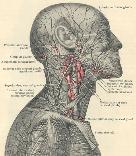 Craniosacral Therapy, Lymph Massage, Lymph System, Lymph Drainage, The Great, Therapeutic Massage, Lymph Nodes, Face Yoga, Anatomy And Physiology