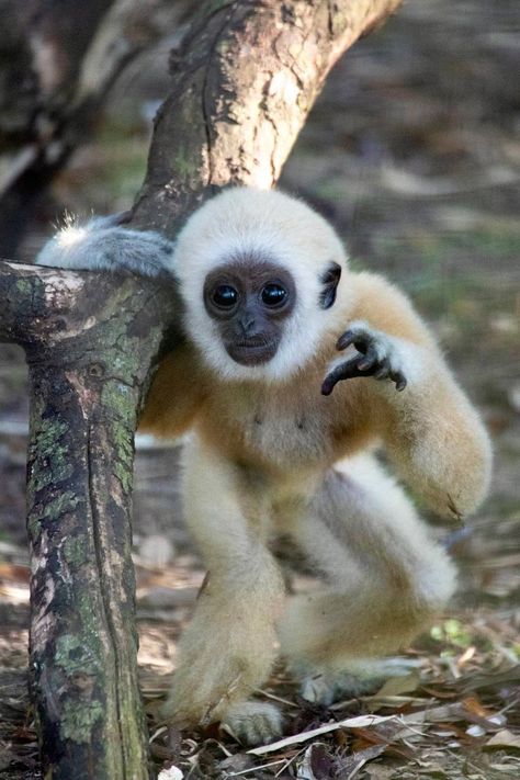 Gibbon Monkey, Different Types Of Monkeys, Woolly Monkey, Monkey Types, Types Of Monkeys, Animal Home, Spider Monkey, Monkey Pictures, Wildlife Reserve