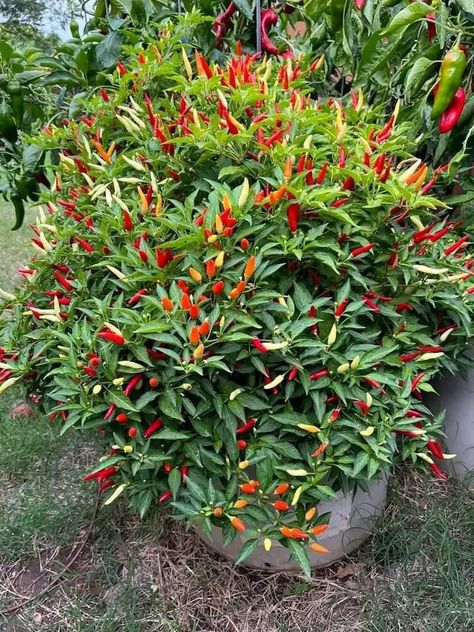 Beautiful chilli plant Gardener Aesthetic, Flowers Valentines, Chilli Plant, Outdoor Gardens Landscaping, Gardening Aesthetic, Aesthetic Garden, Garden Aesthetic, Veg Garden, Valentines Flowers