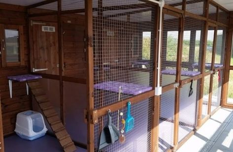 Animals Sanctuary, Cat Shed, Cattery Ideas, Cat Kingdom, Cat Homes, Pet Craft, Dog Kennel Designs, Cat Cool, Bunny Room