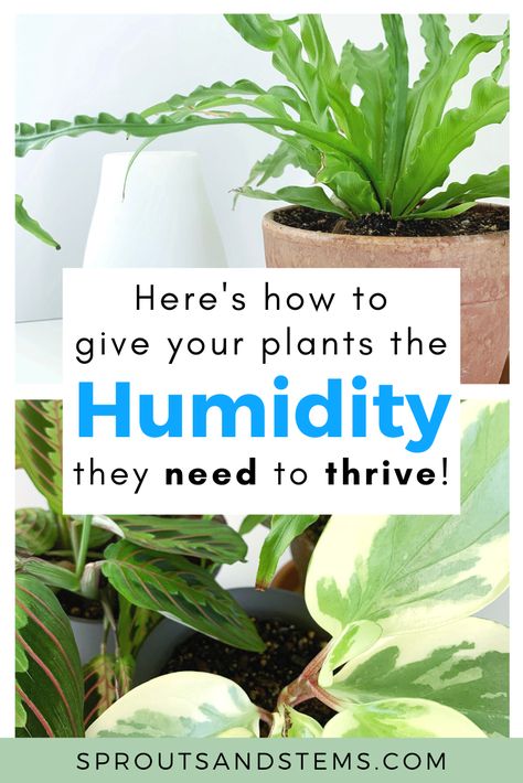 Diy Humidity Tray, High Humidity Plants, Humidifier For Plants, Low Humidity House Plants, Humidity Plants Houseplant, Humidity Tray For Plants Diy, Diy Humidity Dome, Plant Humidity Tray, Humidity Tray For Plants