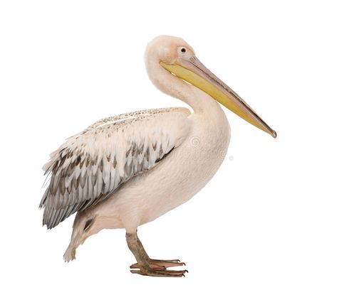 White Pelican - Pelecanus onocrotalus (18 months). In front of a white backgroun #Sponsored , #AD, #AD, #Pelecanus, #White, #white, #onocrotalus White Pelican, White White, Free Stock Photos, White Background, Photo Image, Royalty Free Stock Photos, Royalty, Royalty Free, Stock Photos