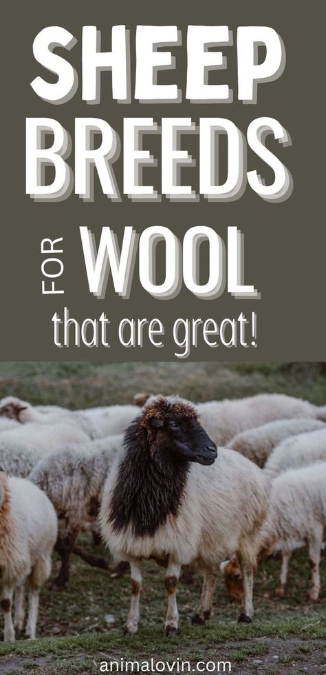 Sheep For Wool, Romney Sheep, Raising Sheep, Homesteading Animals, Pet Sheep, Wool Sheep, Raising Farm Animals, Baa Baa Black Sheep, Sheep Breeds