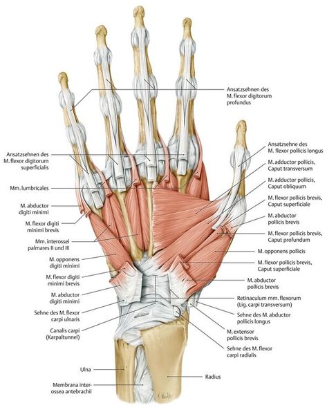 Limb Anatomy, Functional Anatomy, Supraspinatus Muscle, Human Anatomy Picture, Upper Limb Anatomy, Body Muscle Anatomy, Small Muscles, Muscle Diagram, Shoulder Anatomy