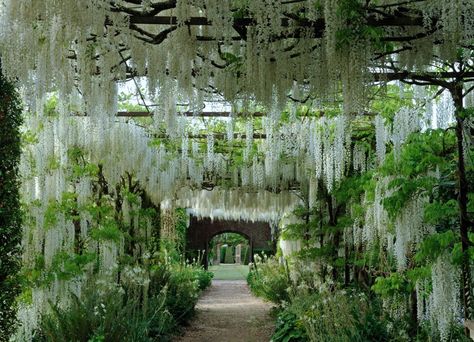 The secrets of the wisteria pergolas in the Private Gardens at Petworth House - Country Life Petworth House, Wisteria Pergola, White Wisteria, Tunnel Vision, Green Backdrops, Moon Garden, The Cloisters, Wall Garden, Memorial Garden