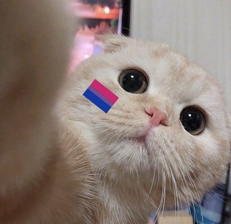 Bi Flag, Cat Profile, Lgbtq Flags, Vision Board, Flag