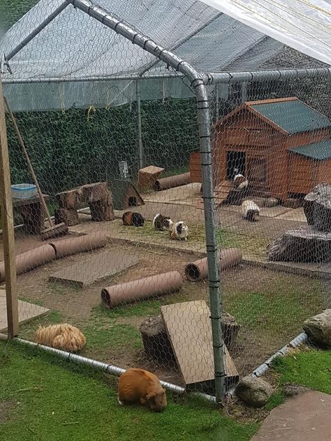 Outdoor piggies Pig Enclosure Outdoor, Rabbit Pen Outdoor, Outdoor Rabbit Enclosure Diy, Outdoor Bunny Enclosure, Mini Pig Pen Outdoor, Guinea Pig Cage Ideas Outdoor, Outdoor Rabbit Enclosure, Guinea Pig Outdoor Enclosure, Outdoor Guinea Pig Enclosure