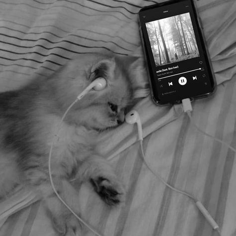 cat listening to music Cat Profile, Funny Cat Wallpaper, Cute Cat Wallpaper, Cute Cats Photos, Cat Icon, Clipuri Video, Cat Aesthetic, Funny Cute Cats