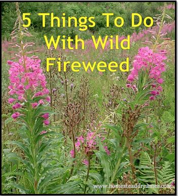 Wild Fireweed grows everywhere here. It lines the roads and fills the valleys, bringing a vibrant splash of color in an otherwise green temperate rainforest. Also called Willowherb, Wild Fireweed is not only edible, it has some minor medicinal uses, too. Learn more about this wonderful wild edible and increase your foraging knowledge! Wild Fireweed … … Continue reading → Fireweed Recipes, Alaska Foraging, Fireweed Jelly, Foraging Plants, Edible Weeds, Wild Foraging, Wild Food Foraging, Edible Wild Plants, Temperate Rainforest