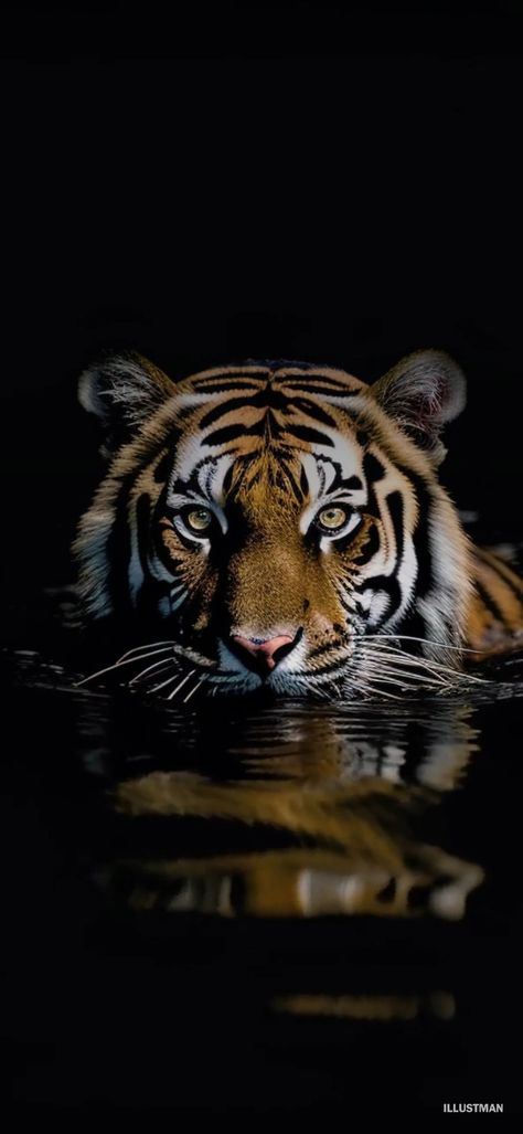 Wallpaper Backgrounds Tiger, Tiger 3d Wallpaper, Kaplan Wallpaper Iphone, Kaplan Wallpaper, Animal Wallpapers For Phone, Iphone Wallpaper Tiger, Tiger Iphone Wallpaper, Tiger Wallpaper Aesthetic, Tigre Wallpaper