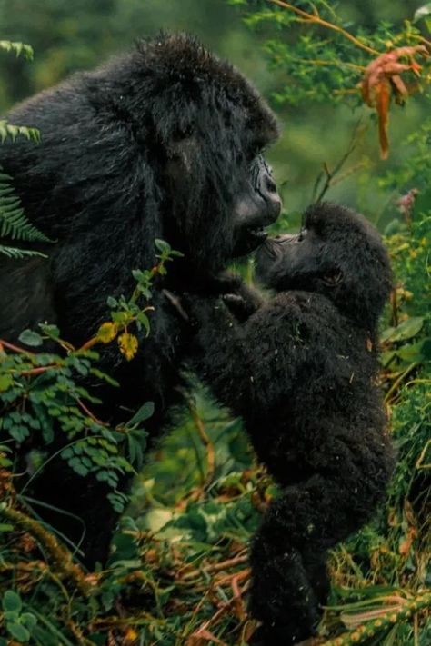 The Ultimate Guide to Gorilla Trekking in Uganda. Enjoy a world-class and once-in-a-lifetime Uganda Gorilla safaris experience. Giving you a bespoke and personal Uganda Gorilla trekking experience. Experienced local guides. Best gorilla trekking tours. Uganda Gorilla Safaris a Once in a Lifetime Experience. Uganda Gorilla Safaris and Best Uganda Gorilla Trekking Tours are in Bwindi and Mgahinga National Park. The Gorilla Trekking Permit in Uganda Costs $700 USD Zoology, Eastern Gorilla, May Themes, Uganda Travel, Gorilla Trekking, Wildlife Biologist, Mountain Gorilla, Great Ape, Primates