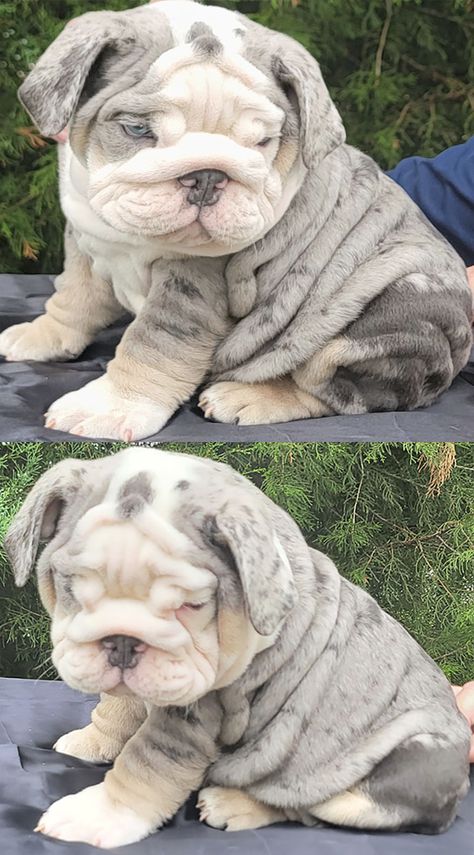 Cute Puppies Bulldog, Cute English Bulldog Puppies, English Bulldog Colors, Cute English Bulldogs, Bull Dogs English Bulldogs, Frenchy Puppies, Bull Dogs English, French Pitbull, Beabull Puppies