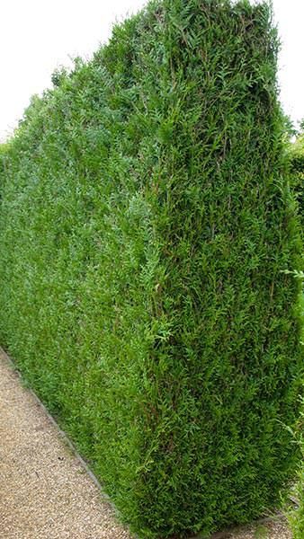 Cedar Hedge, Thuja Plicata, Fast Growing Hedge, Fast Growing Evergreens, Garden Hedges, Thuja Occidentalis, Hedging Plants, Conifer Trees, Specimen Trees