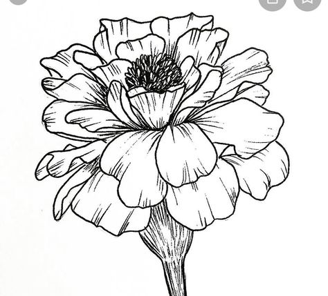 Tattoos, Doodles, Draw Flowers, Marigold Flower, Lotus Flower Tattoo, Lotus Flower, Flower Tattoo, Google Search, Black And White