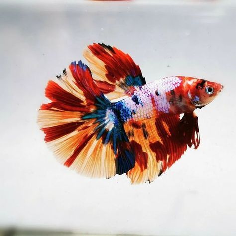 Koi Aesthetic, Fish Images, Fish Types, Fish Pictures, Fish Tank Themes, Koi Betta, Betta Fish Types, Pretty Fish, Red Fish Blue Fish