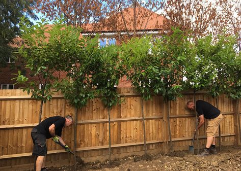 Use screening trees to provide garden privacy, fences are more expensive than you think! - kingco Trees Fence Line, Trees In Front Of Fence, Front Garden New Build Uk, Heighten Fence Ideas, Privacy Wall With Trees, Trees Around Fence, Best Tree For Privacy Fence, Privacy Potted Plants, Hedge Trees Privacy Screens