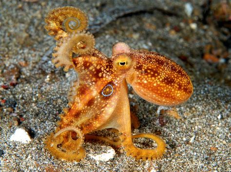 Octopus Pictures, Small Octopus, Octopus Squid, Molluscs, Life Under The Sea, Cute Octopus, Beautiful Sea Creatures, Underwater Creatures, Underwater Life