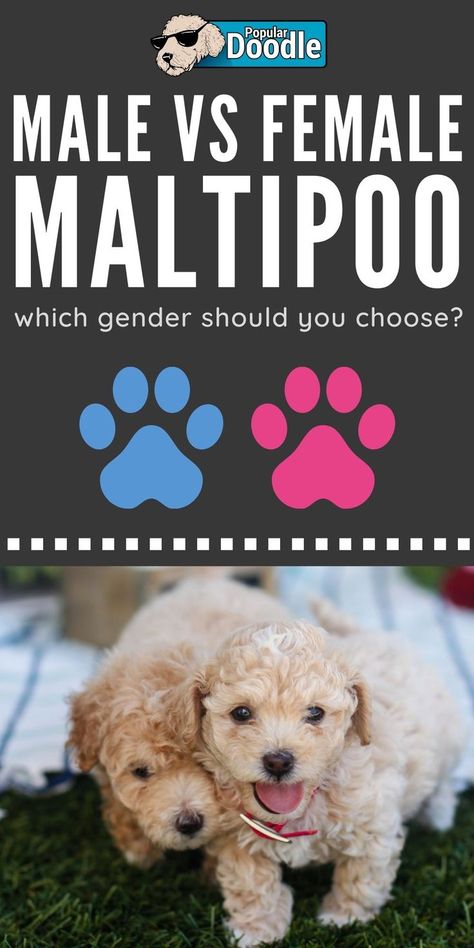 Black Maltipoo, Teacup Maltipoo, Male Vs Female, Maltipoo Dog, Maltipoo Puppy, Getting A Puppy, Dog Info, Maltese Puppy, Dog Boarding