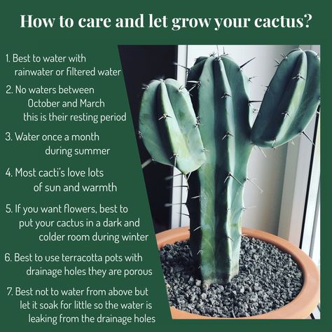 How To Take Care Of A Cactus, How To Take Care Of Cactus Plants, Growing Cactus Outdoors, Growing Cactus From Clipping, Planting Cactus In Pots, Cactus In Home, Cactus Care Tips Indoor, Cactus Indoor Plant, Big Cactus Indoor