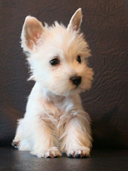 Western Terrier, Rat Terrier Puppies, White Miniature Schnauzer, Dogs White, Hound Dogs, Westie Dog, Westie Puppies, Highlands Terrier, Westie Dogs