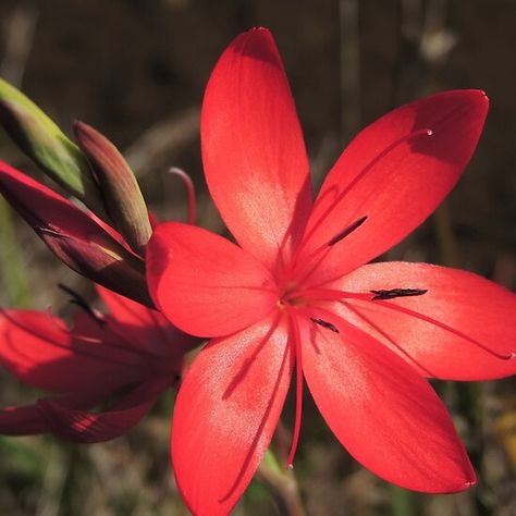 River Lily, Enchanted Flowers, Summer To Autumn, Assorted Flowers, Autumn Flowers, To Autumn, Red River, Zimbabwe, Late Summer