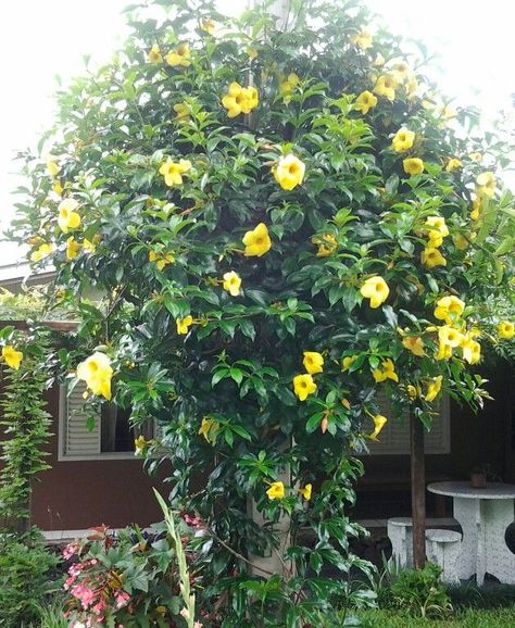 Alamanda Flower, Green Thumb, Pretty Flowers, Beautiful Flowers, Places To Visit, Nursery, Yard, Plants, Flowers