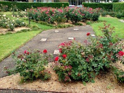 Where To Plant Rose: How To Choose A Spot To Grow Roses Rose Bed, Rose Fertilizer, Natural Pesticides, Invasive Plants, Growing Roses, House With Porch, Planting Roses, Rose Bush, Climbing Roses