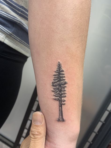 Redwood Tree Tattoo Simple, California Redwoods Tattoo, Sequoia Tree Drawing, Redwood Tree Tattoo, Minimalist Redwood Tree Tattoo, Ponderosa Pine Tattoo, Redwood Tree Tattoo California, Men’s Pine Tree Tattoo, Tree Line Tattoo