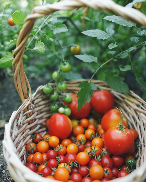 Gardening Tomatoes, Organic Garden, Bountiful Harvest, Tomato Garden, Home Grown, Green Tomatoes, Growing Tomatoes, Natural Garden, Stardew Valley