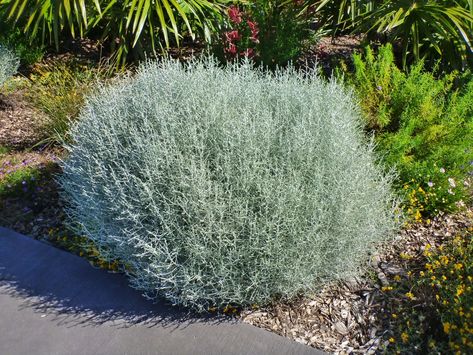 Leucophyta brownii – Cushion Bush | Gardening With Angus Verge Garden, Silver Plants, Bush Garden, Silver Plant, Australian Native Garden, Native Gardens, Australian Natives, Australian Plants, Australian Garden