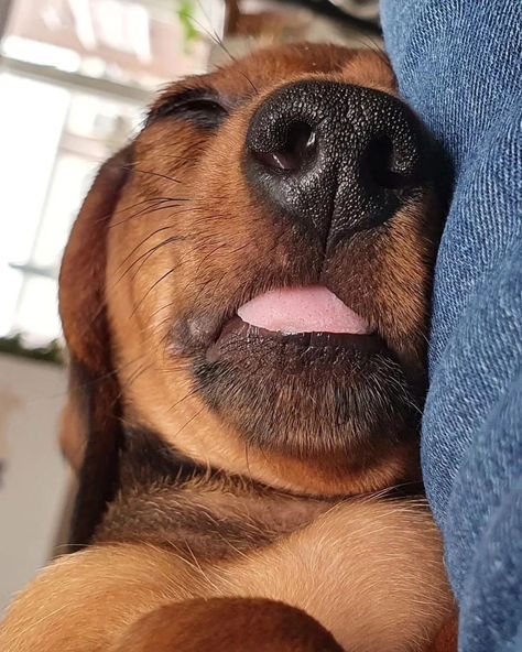 @dachshundnthi • Instagram photos and videos Weiner Dogs Aesthetic, Weiner Dog Aesthetic, Dashchund Puppy Aesthetic, Winnie Dogs, Sausage Dog Puppy, Dachshund Colors, Dachshund Memes Funny, Dapple Dachshund, Dachshund Meme