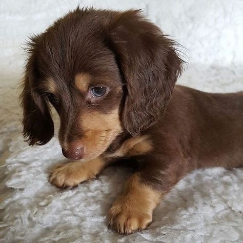 💕💘💗💓💞💝 Long Haired Miniature Dachshund Puppies, Chocolate Long Haired Dachshund, Miniature Long Haired Dachshund, Mini Dachshund Long Haired, Long Haired Miniature Dachshund, Chocolate Dachshund, Miniature Dachshund Puppy, Daschund Puppies, Dachshund Breed