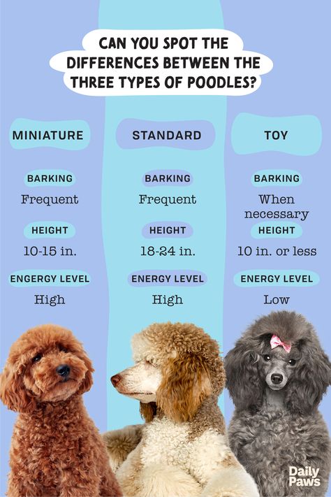 Learn all about the differences and similarities between the toy, miniature and standard poodle! #breeds #petbreeds #breedroundup #catbreeds #kittenbreeds #dogbreeds #bestcatbreeds #bestdogbreeds Poodle Sizes Chart, Mini Puddle Dog, Grey Toy Poodle, Toy Poodle Puppies For Sale Near Me, Miniature Poodle Cuts, Mini Poodle Haircut, Miniature Poodle Haircut Styles, Poodle Sizes, Toy Poodle Haircut Styles