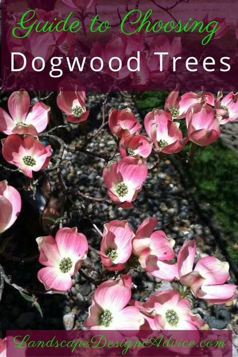 Dogwood Tree Landscaping, Trees Types, Pink Dogwood Tree, Red Dogwood, Trees For Front Yard, Dogwood Tree, Pink Dogwood, Backyard Flowers, Dogwood Trees