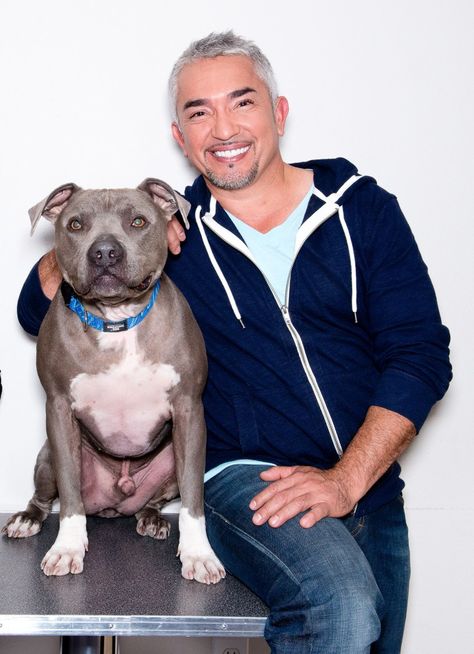 Cesar Millan Puppy Training, Dog Whisperer Cesar Millan, Doberman Pinscher Natural Ears, Homesteading For Beginners, Pitbull Quotes, Dog Grooming Shop, Cesar Millan, American Dog, Dog Whisperer