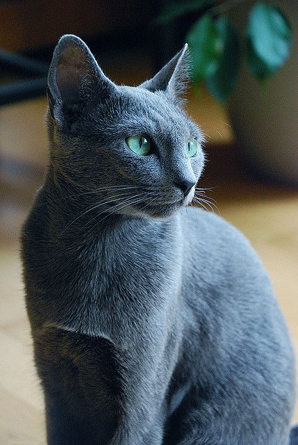 Nellie (by TouchOfAutumn) Personality Images, Cats Facts, Goofy Cats, Cat Personality, Russian Cat, Most Popular Cat Breeds, Hypoallergenic Cats, Popular Cat Breeds, Pfp Funny