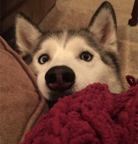 Cute Huskies, Husky Photos, Cute Husky, Funny And Cute, Cute Funny Dogs, Cute Profile Pictures, In A Hurry, The Dogs, Funny Photos