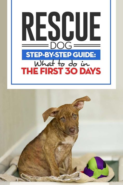 Before you bring your new rescue dog home, you need to be prepared for its, and your, needs. To have the most success, you should have a plan before your new four-legged family member comes home. #dogs #rescue #pets #adopt #puppies #animals #shelter Rescue Puppies, Easiest Dogs To Train, Dog Steps, Dog Home, Dog Training Techniques, Dog Care Tips, Rescue Dog, Pet Hacks, Dog Training Obedience