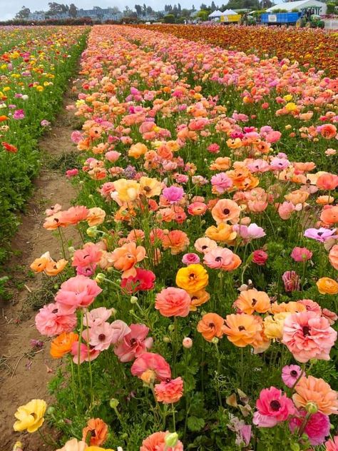 May Astethic, Bright Flowers Aesthetic, Colourful Aesthetic, Flower Picking, Flower Board, Flower Places, Pink And Yellow Flowers, Boquette Flowers, Colorful Aesthetic