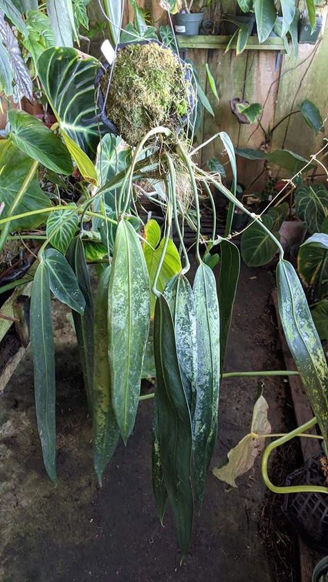 Anthurium Clarinervium Care, Anthurium Wendlingeri, Anthurium Forgetii, Anthurium Radicans X Luxurians, Anthurium Luxurians, Anthurium Warocqueanum Queen, Orchid Bark, Garden Centers, Indoor Jungle