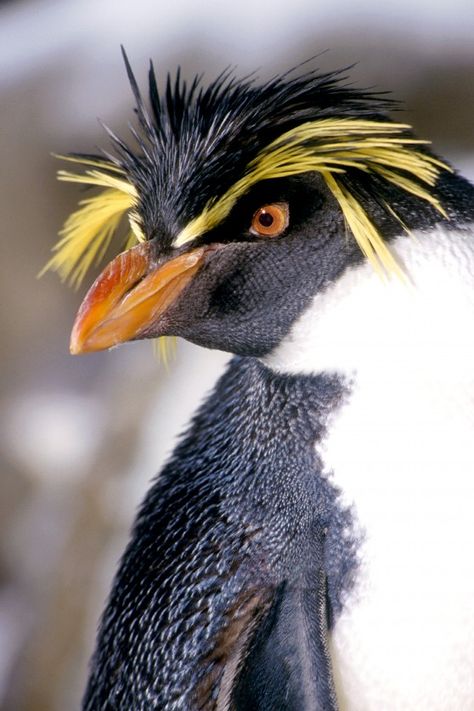 Rockhopper Penguin Rockhopper Penguin, Penguin Art, Flightless Bird, Animal Facts, Pretty Birds, Sea Birds, Bird Photo, Tuxedos, Sea World